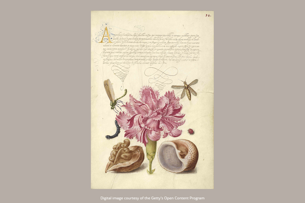 Œillet Rose - Design Inspiration - 